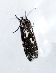 Alphaea imbuta