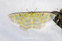 Iotaphora iridicolor