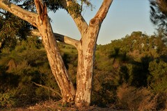 Eucalyptus camaldulensis arida
