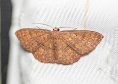 Cyllopodini