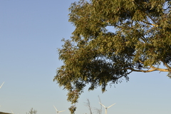 Eucalyptus camaldulensis arida