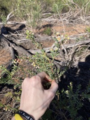 Phyllanthus calycinus
