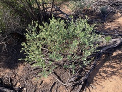 Phyllanthus calycinus