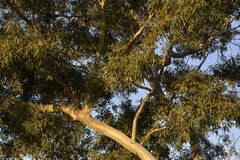 Eucalyptus camaldulensis arida