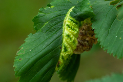 Eriosoma ulmi