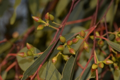 Eucalyptus camaldulensis arida