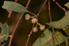 Eucalyptus camaldulensis arida