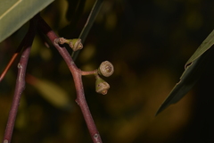 Eucalyptus camaldulensis arida