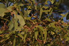 Eucalyptus camaldulensis arida