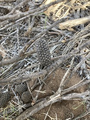 Allocasuarina campestris