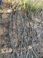 Allocasuarina campestris
