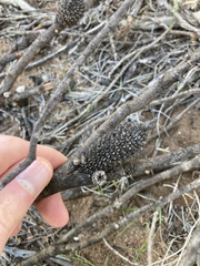 Allocasuarina campestris