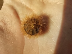 Phragmatobia fuliginosa