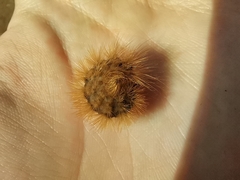 Phragmatobia fuliginosa