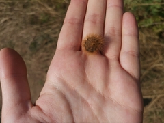Phragmatobia fuliginosa
