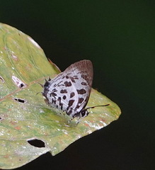 Drupadia scaeva