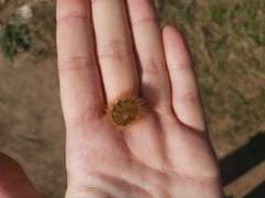 Phragmatobia fuliginosa