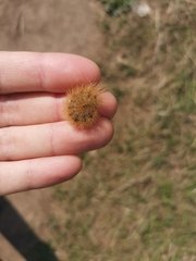Phragmatobia fuliginosa