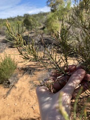 Allocasuarina campestris