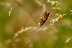 Dichrorampha flavidorsana
