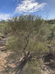 Allocasuarina campestris
