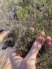 Allocasuarina campestris