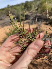 Allocasuarina campestris