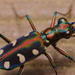 Golden-spotted Tiger Beetle - Photo (c) portioid, some rights reserved (CC BY-SA), uploaded by portioid