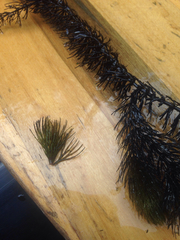 Ceratophyllum echinatum