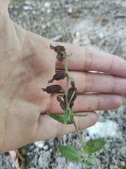 Epipactis bugacensis rhodanensis