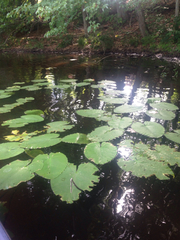 Nuphar variegata
