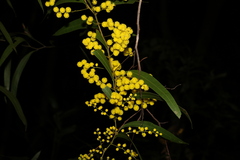 Acacia macradenia