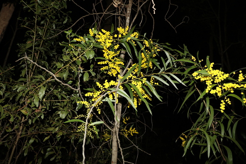 Image of Acacia macradenia by (c) Greg Tasney, some rights reserved (CC BY-SA)