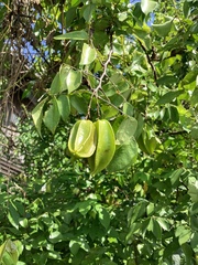 Averrhoa carambola