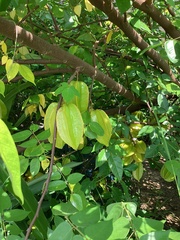 Averrhoa carambola