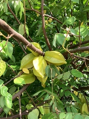 Averrhoa carambola