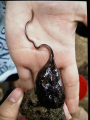 Bonellia viridis