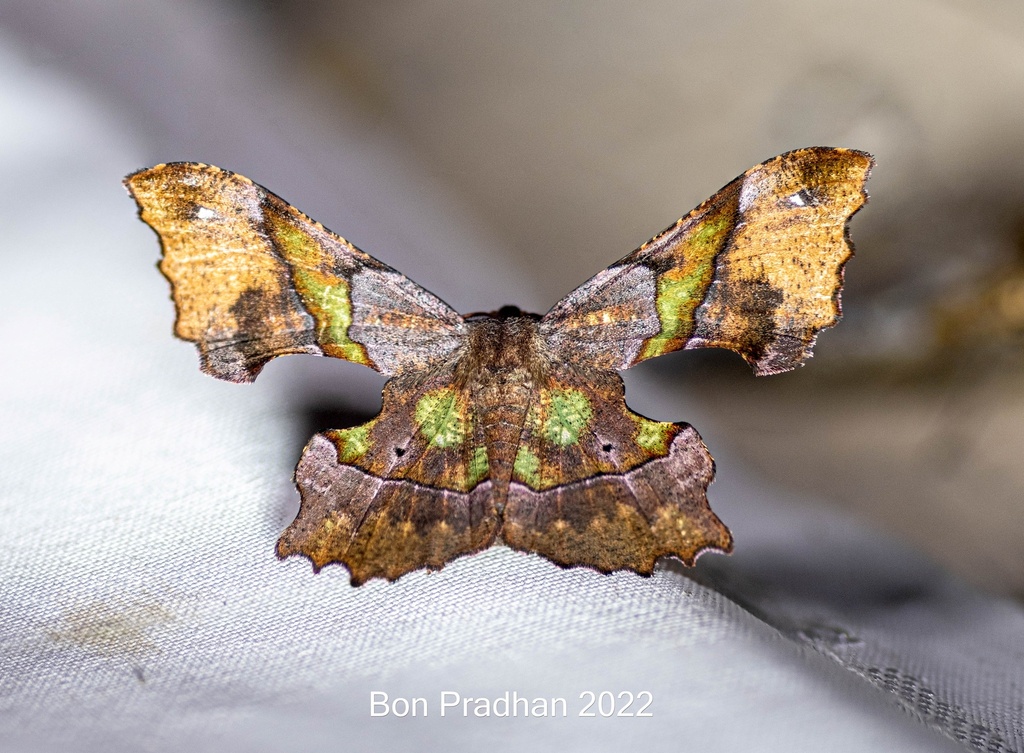 Gonodontis aethocrypta