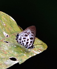 Drupadia scaeva