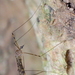 Limonia nubeculosa - Photo (c) carnifex, algunos derechos reservados (CC BY), subido por carnifex