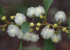 Acacia urophylla