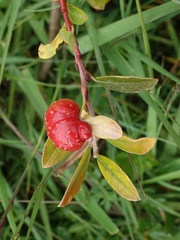 Euura collactanea