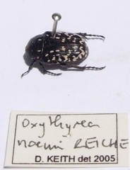 Oxythyrea noemi