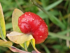 Euura collactanea