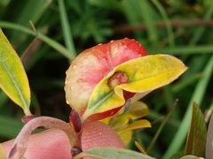 Euura collactanea