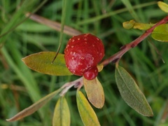 Euura collactanea