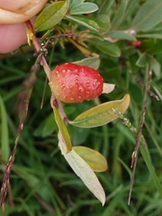 Euura collactanea