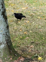Corvus frugilegus