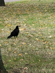 Corvus frugilegus