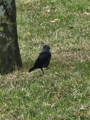 Corvus frugilegus